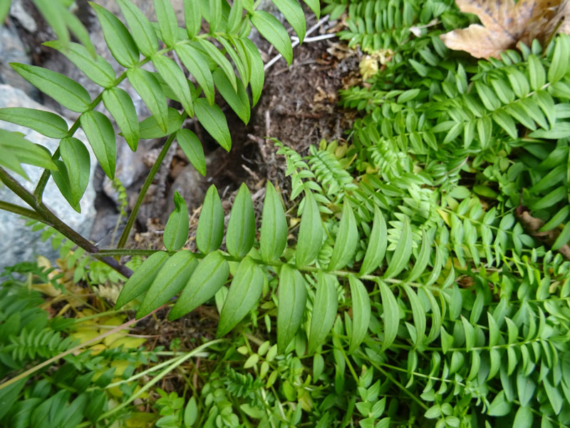 Polemonium caeruleum / Polemonio ceruleo